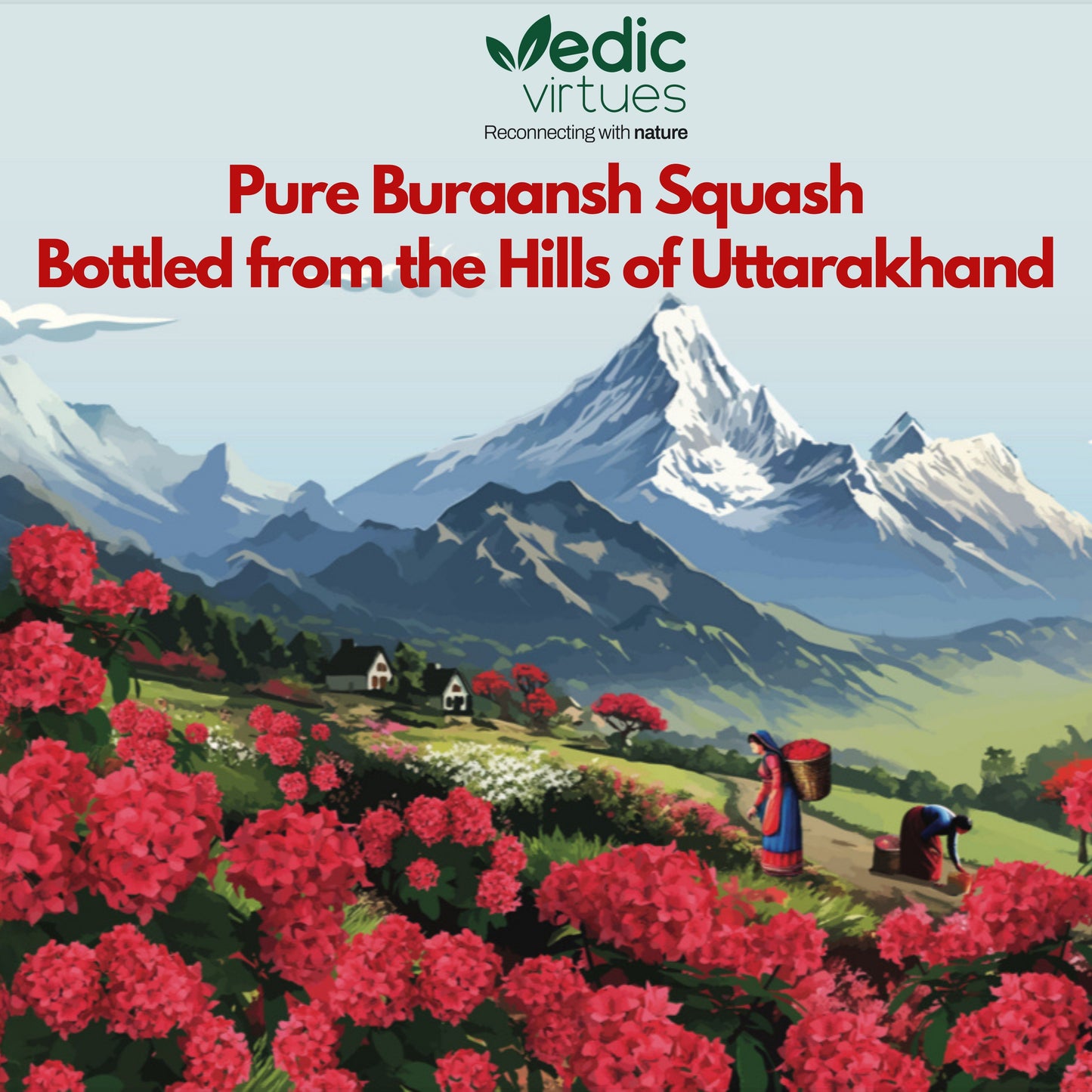 Buraansh (Rhododendron Flower) Squash